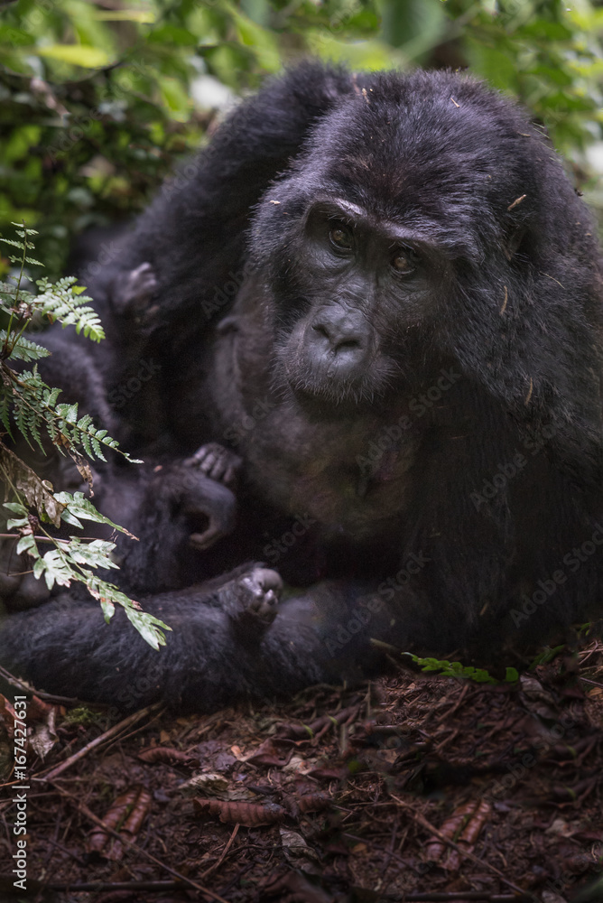 Portrait of a mountain gorilla with cub at a short distance. gorilla close up portrait.The mountain gorilla (Gorilla beringei beringei)