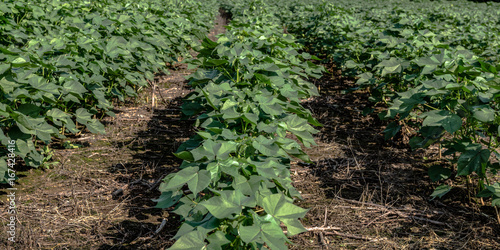 Fotografie Cotton plant rows - banner