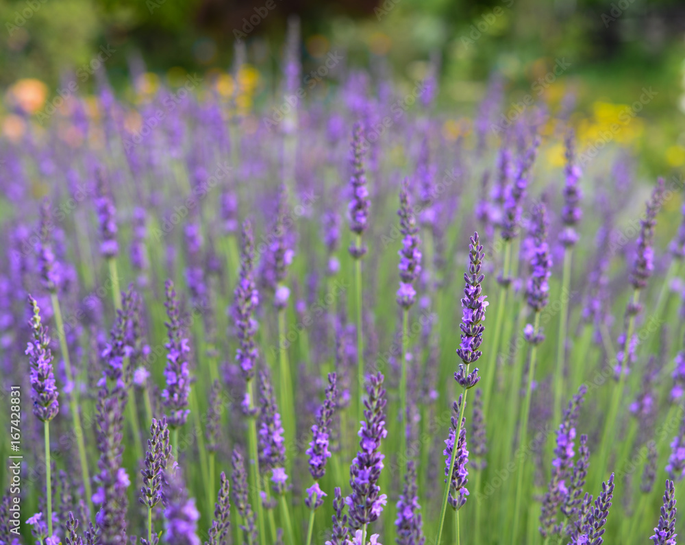 A violet lavender field at Kawaguchiko , Tokyo
