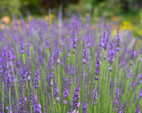 A violet lavender field at Kawaguchiko   Tokyo