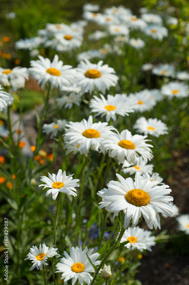 Fototapeta premium Beautiful white chamomile growing at the backyard.