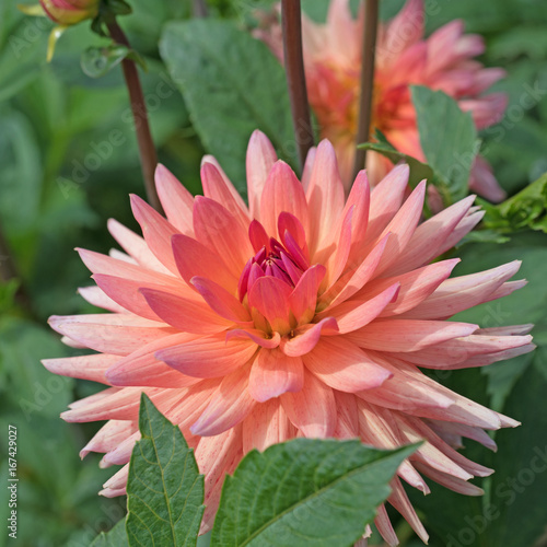 Fototapeta Naklejka Na Ścianę i Meble -  Dahlie, Dahlia