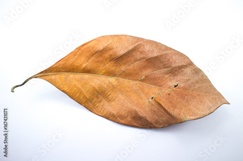 Dry jackfruit leaf isolate on white background