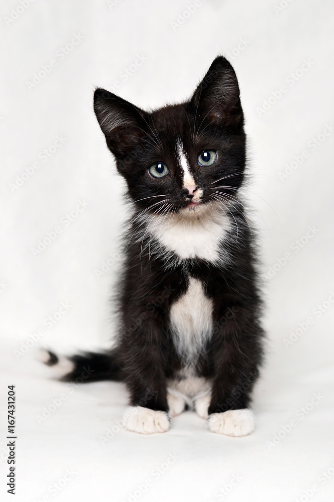 Black and white kitten sits on a white background.