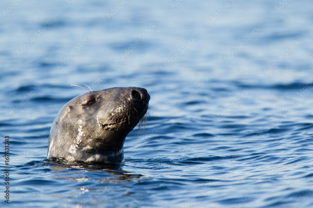 Fototapeta premium foca comune