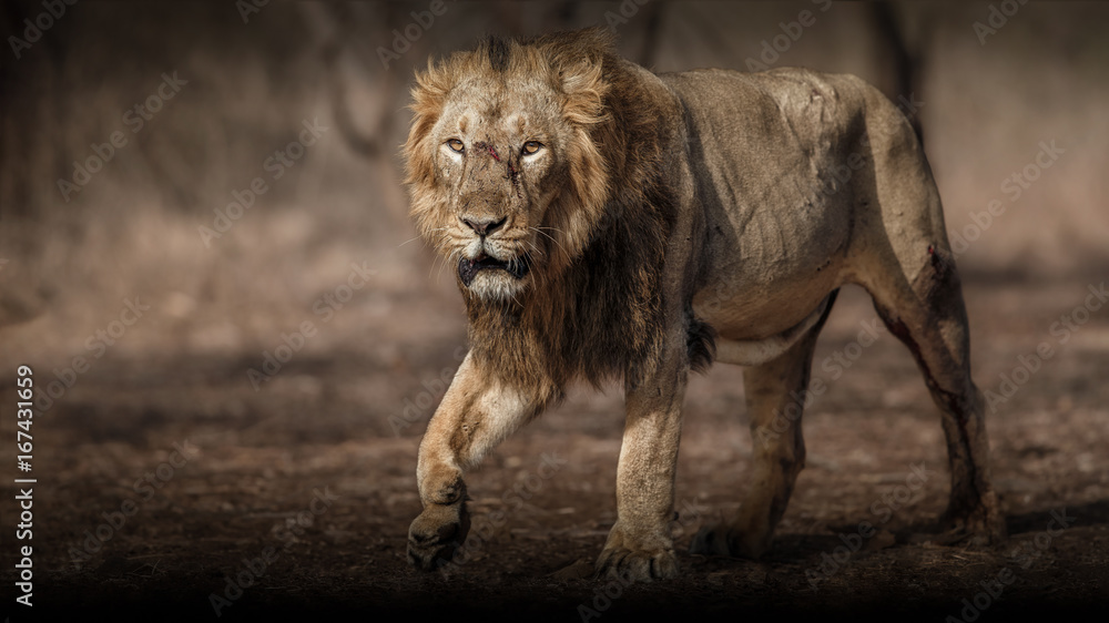Fototapeta premium Asiatic lion male in the nature habitat. Asiatic lion male after fight. Wildlife scene with danger animal. Hot summer in Gujarat, India. Dry tree area with beautiful lion. Panthera leo