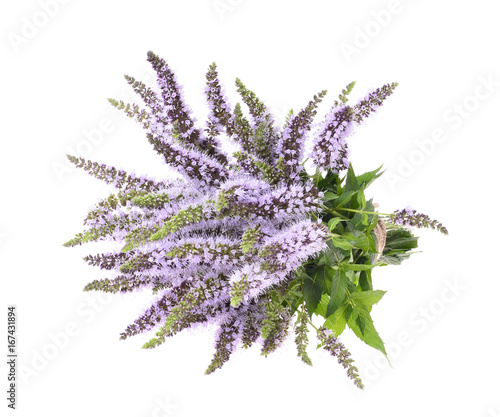 Mentha spicata (Spearmint, Spear Mint) on an isolated white background