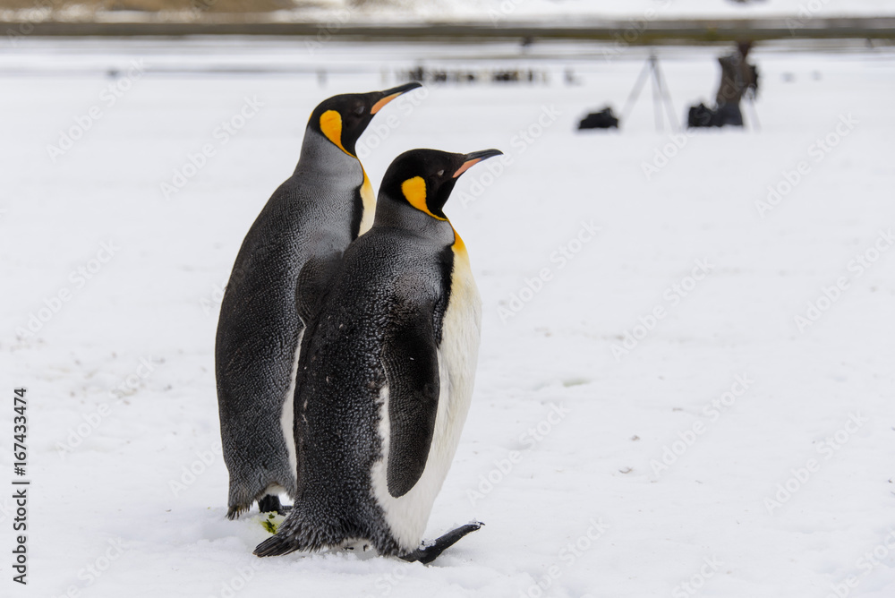 Obraz premium King penguins on South Georgia island