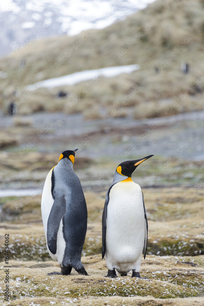 Fototapeta premium King penguins