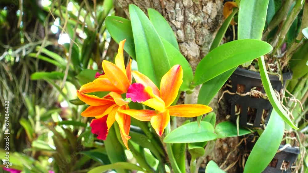 4K Thai orchid beautiful 4K Thai orchid beautiful