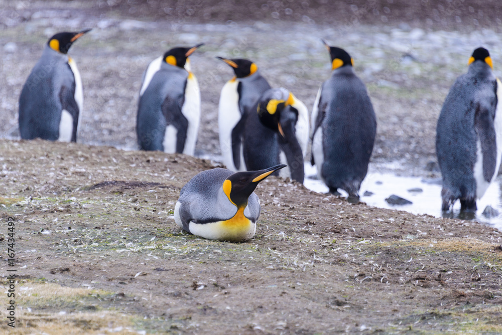Fototapeta premium King penguins