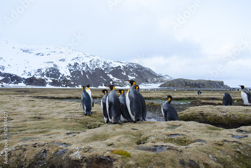 King penguins