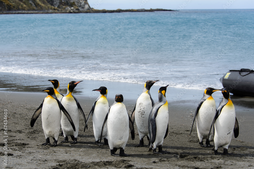 Obraz premium King penguins on South Georgia island