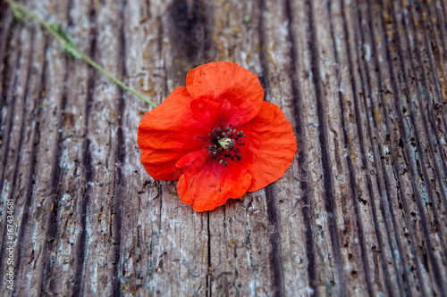 Red poppy flower on a structural wooden background