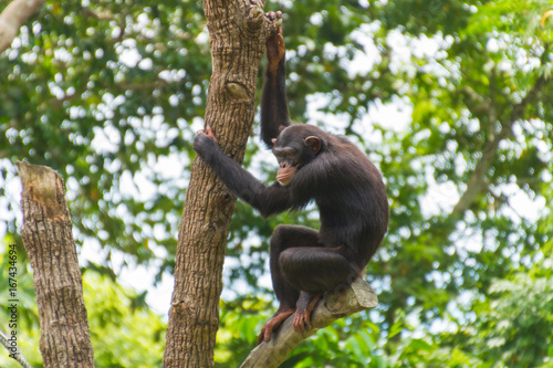 Chimpanzee hanging on tree in jungle looking down © Martin Hossa