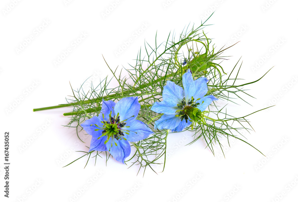 Nigella. Common names devil-in-a-bush or love-in-a-mist. Nigella. Common names devil-in-a-bush or love-in-a-mist.