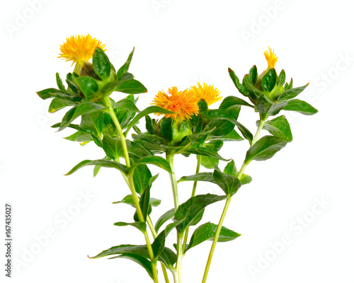 Valokuva Safflower's flower. Isolated on white background