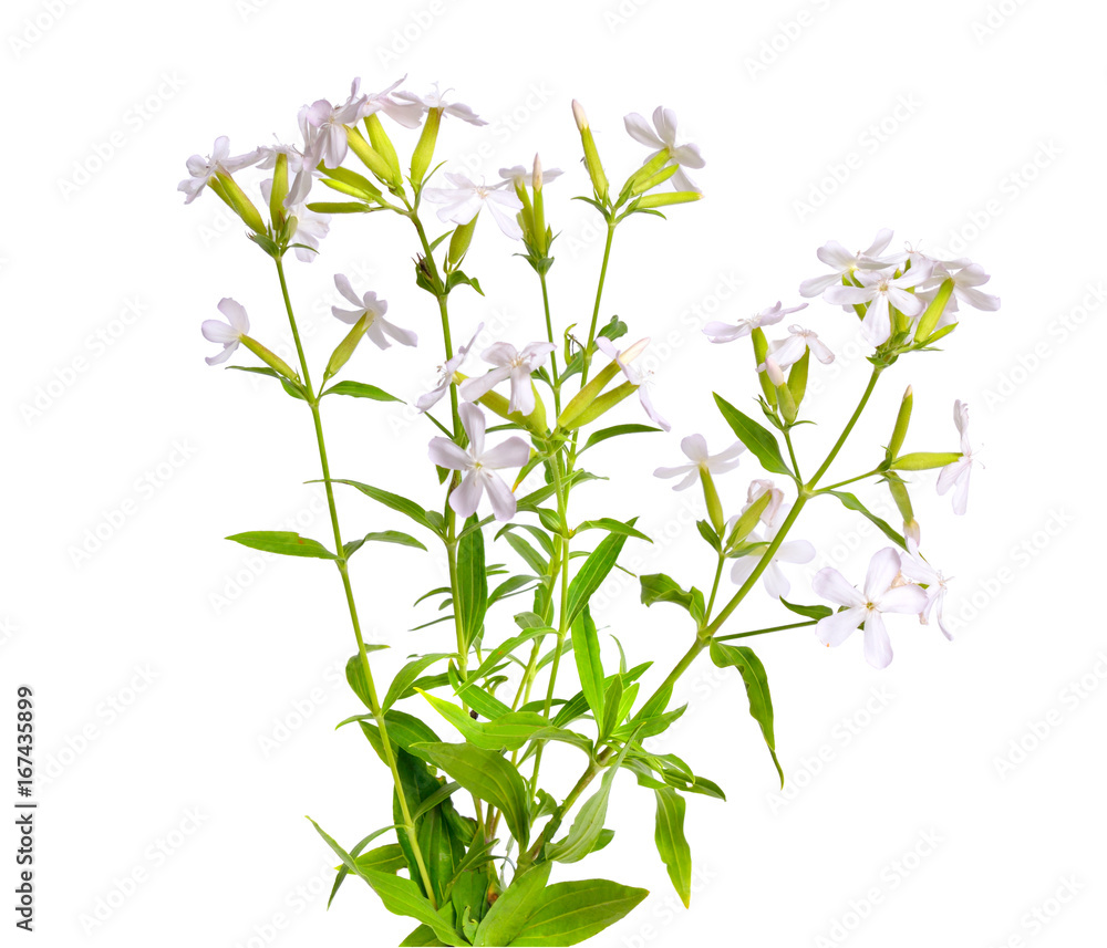 Obraz premium Saponaria, commonly known as soapwort. Isolated