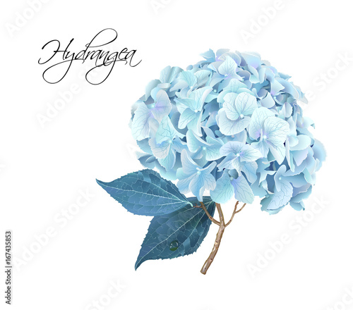 Hydrangea blue realistic illustration