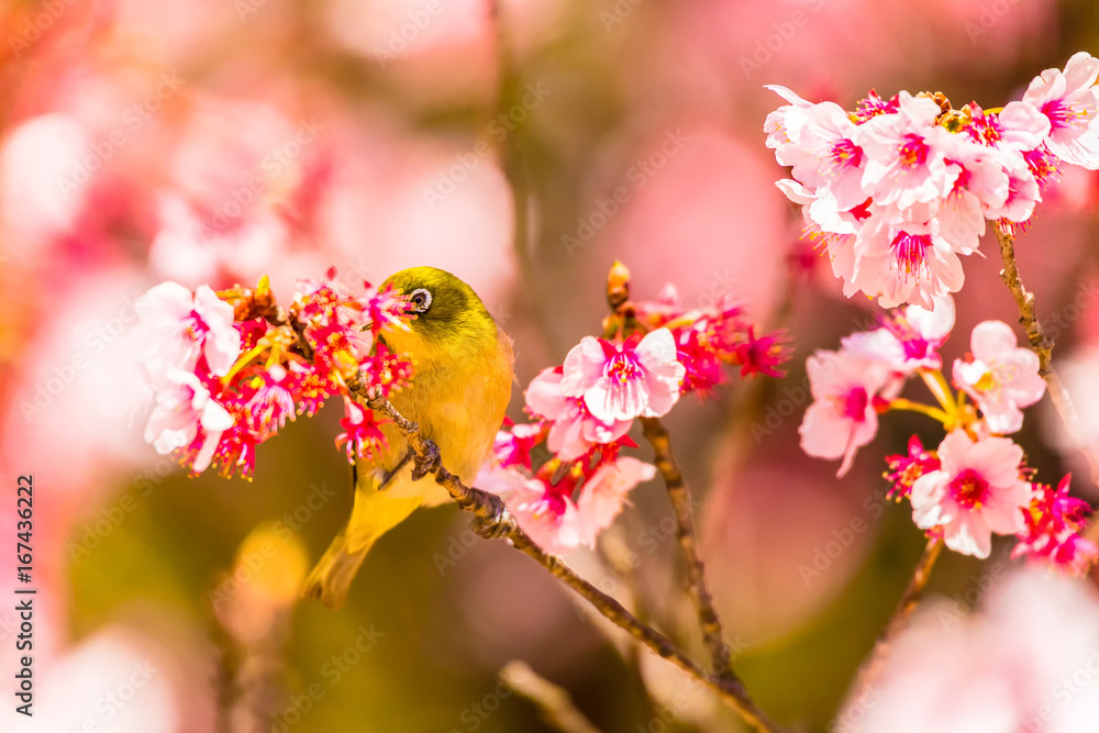 The Japanese White-eye and cherry blossoms. Located in Tokyo Prefecture Japan. The Japanese White-eye and cherry blossoms. Located in Tokyo Prefecture Japan.