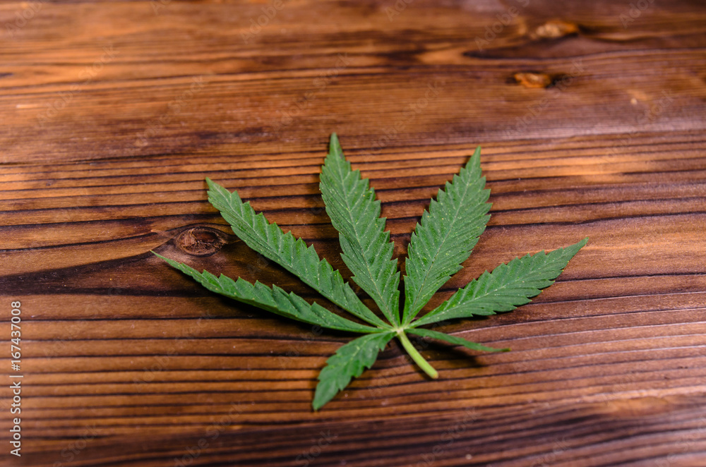 Leaf of the cannabis plant on wooden table Leaf of the cannabis plant on wooden table