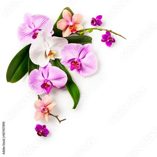 Frame with orchid flowers