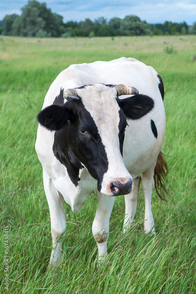 Cow on a summer pasture