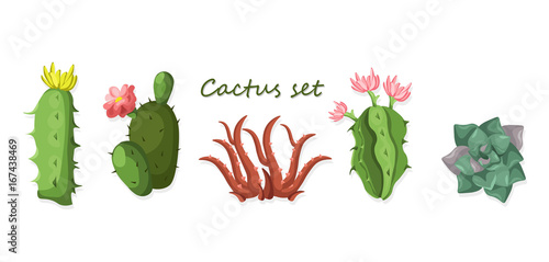 Cactus set isolated on white background Vector