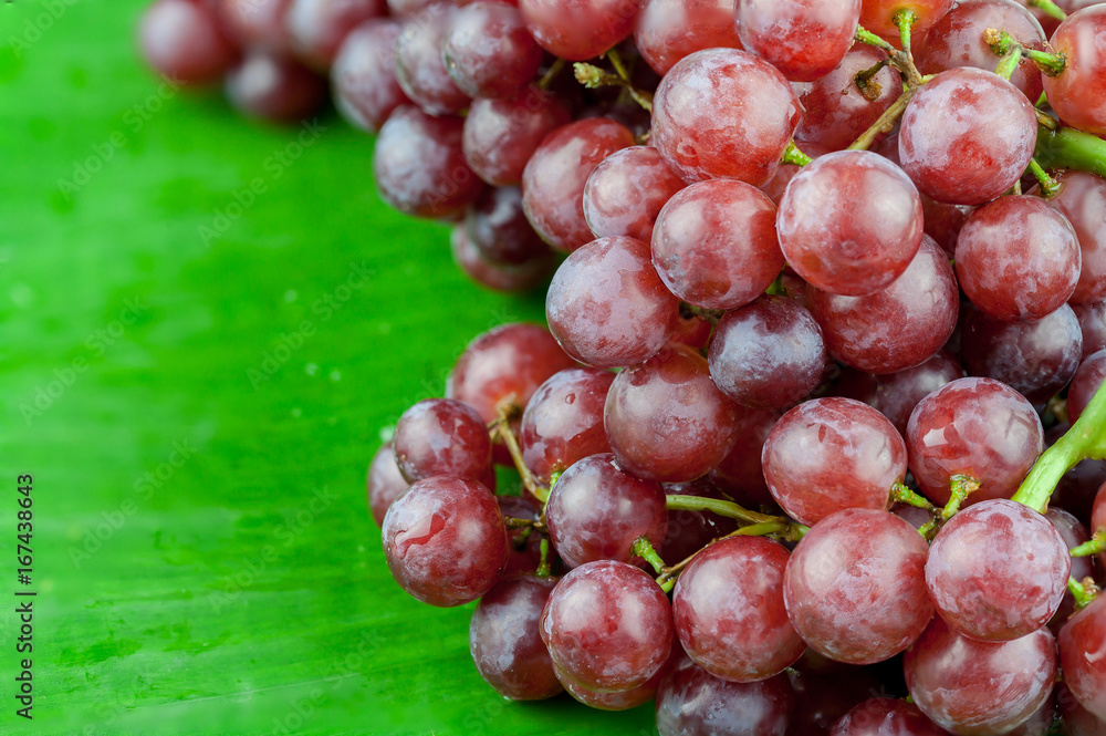 Bunch of red grapes , Isolated on banana leaf background . , Close up , Focus sharp specific point Bunch of red grapes , Isolated on banana leaf background . , Close up , Focus sharp specific point