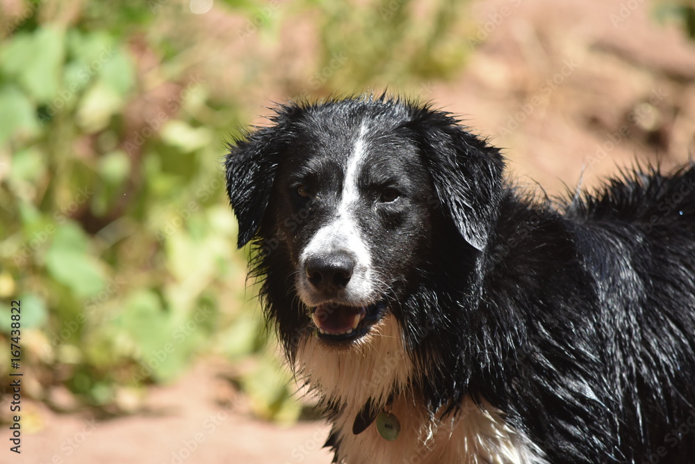 BORDER COLLIE