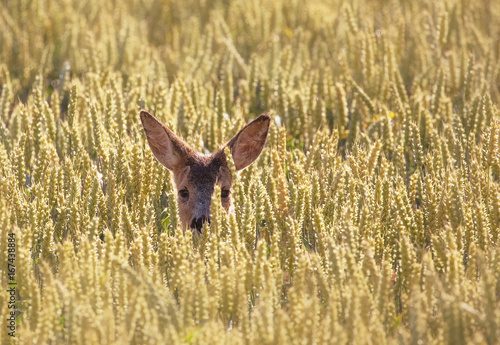 Deer (Capreolus capreolus).Deer hidden in the cornfield. © svenaw