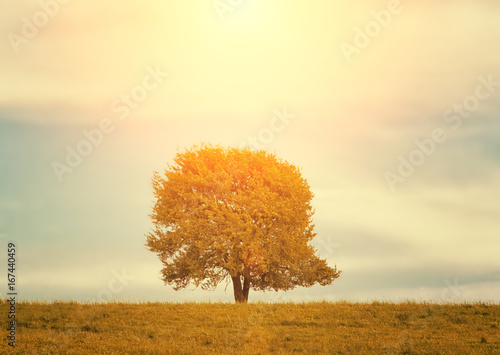 Single tree on meadow in autumn landscape under blue sky with clouds