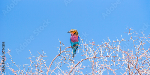 Closeup of Lilac-breasted roller (Coratias caudata) perched on a acacia branch against blue sky photo