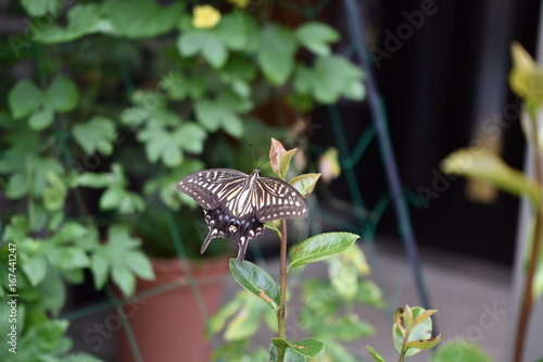 アゲハチョウ Swallowtail butterfly