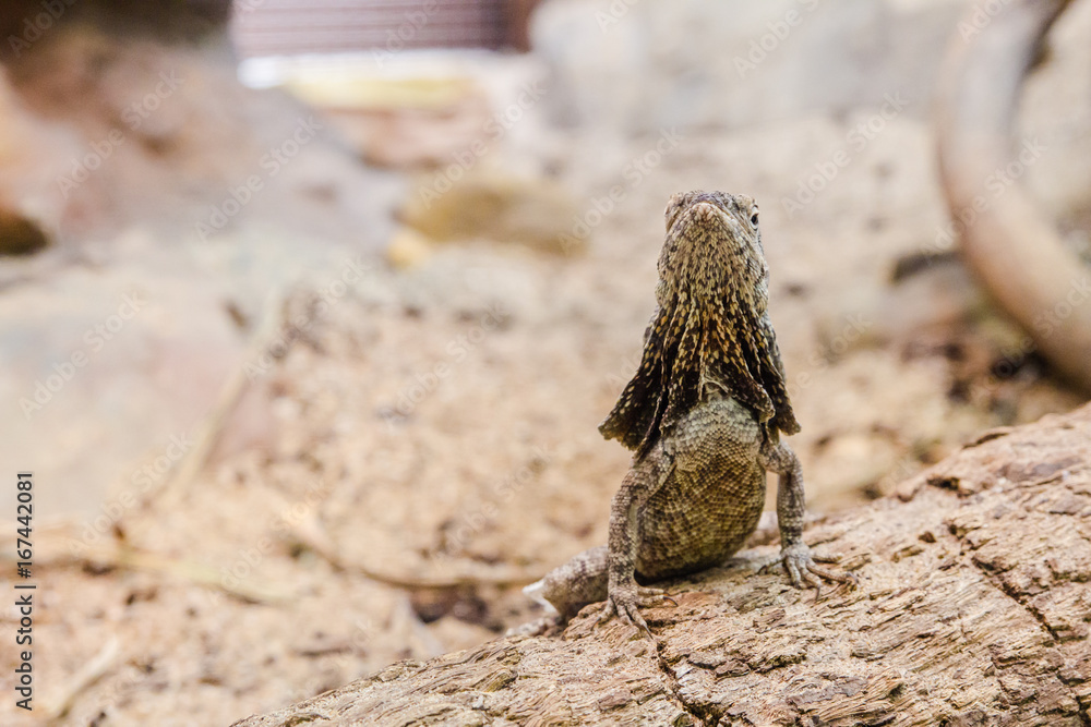 Brown lizard with stone and sand background