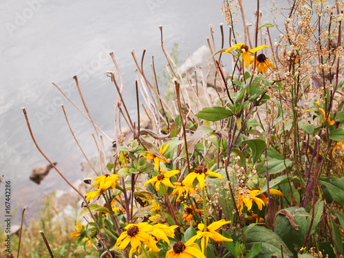 Photography Yellow flowers