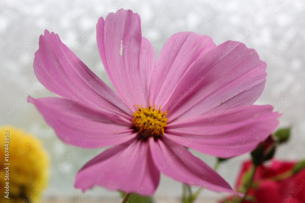 frische Kosmee Blume 