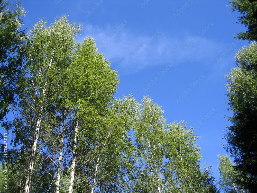 Fototapeta premium blue sky and birch trees
