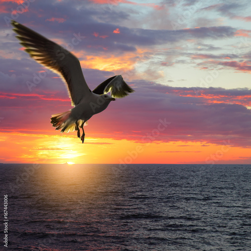 Taking wings sea gull