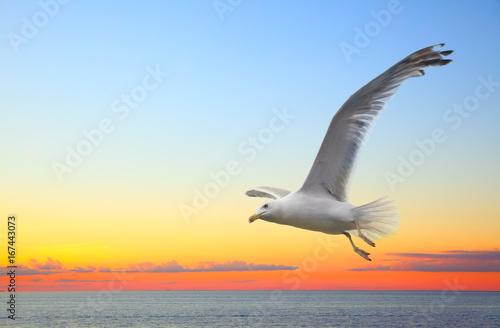 Sunset seascape with flying seagull
