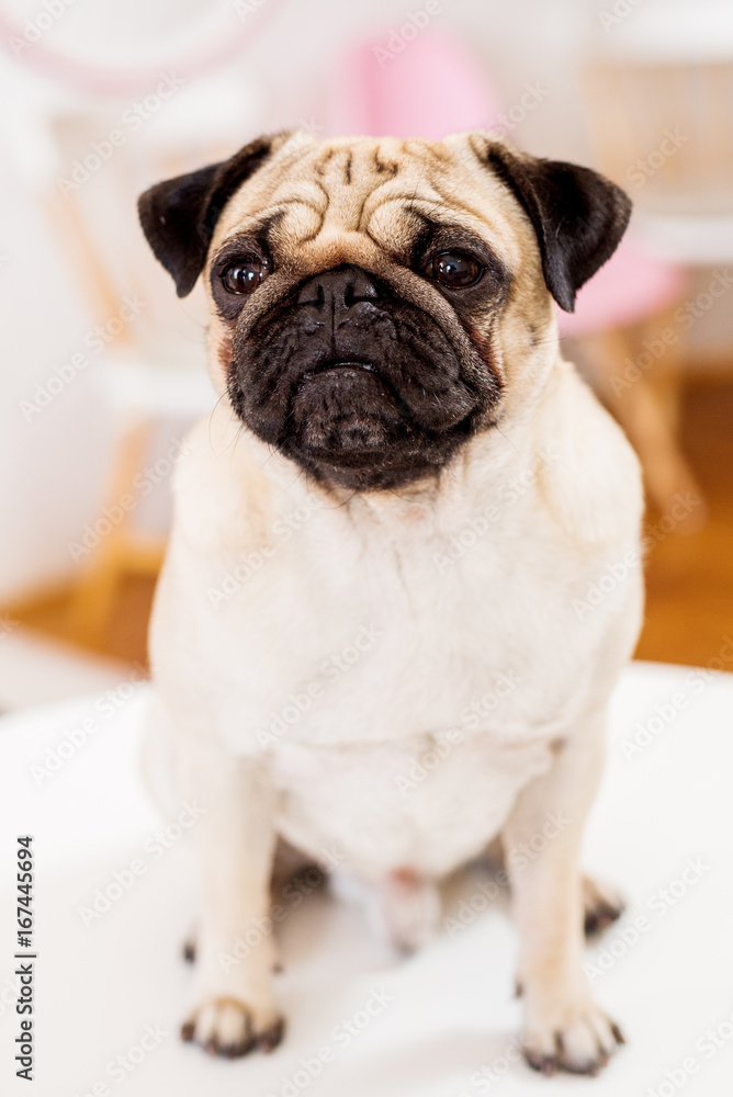 Close up portrait of chinese wrinkled pug dog.
