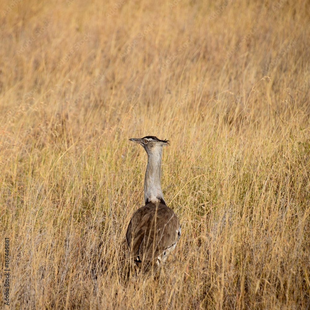 Corey Bastard Stock Photo Adobe Stock