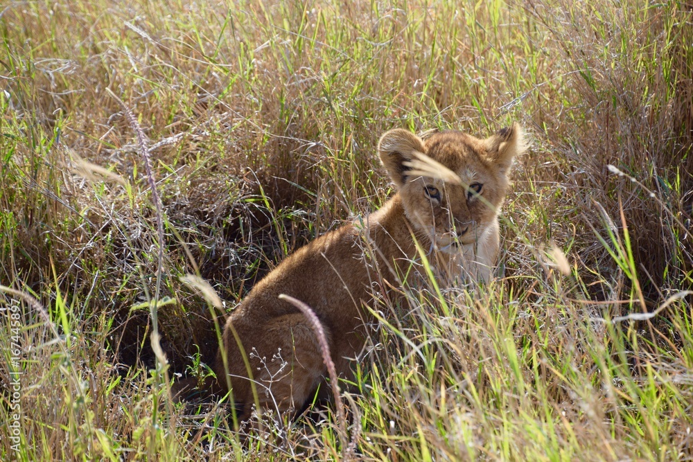 Fototapeta premium Cub peeking through the grass