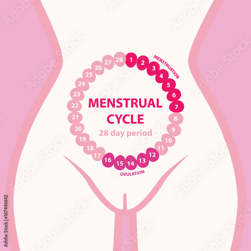 Menstrual cycle. Female silhouette.Pink roses petals.