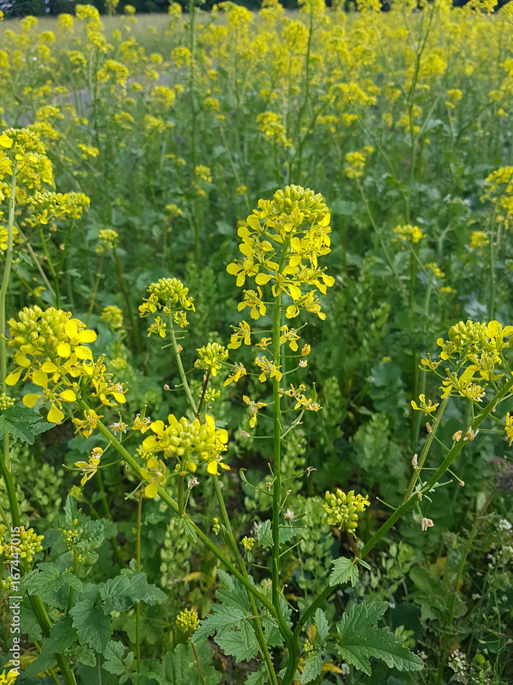 Obraz premium Senf, Weisser; Sinapis, alba