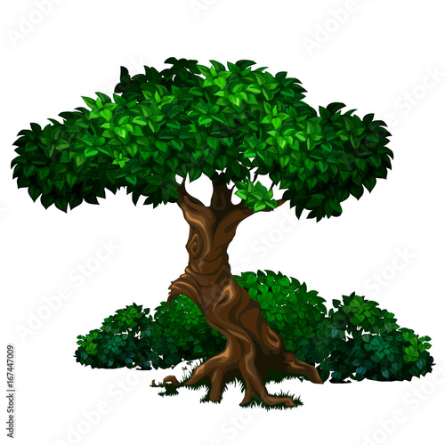 Old big oak tree with lush green foliage and bushes in the background