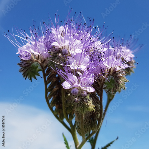 Phacelia, Gruenduengung, Phacelia; tanacetifolia photo