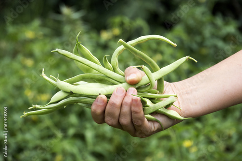 Hands filled with Fresh Green Beans from the Garden