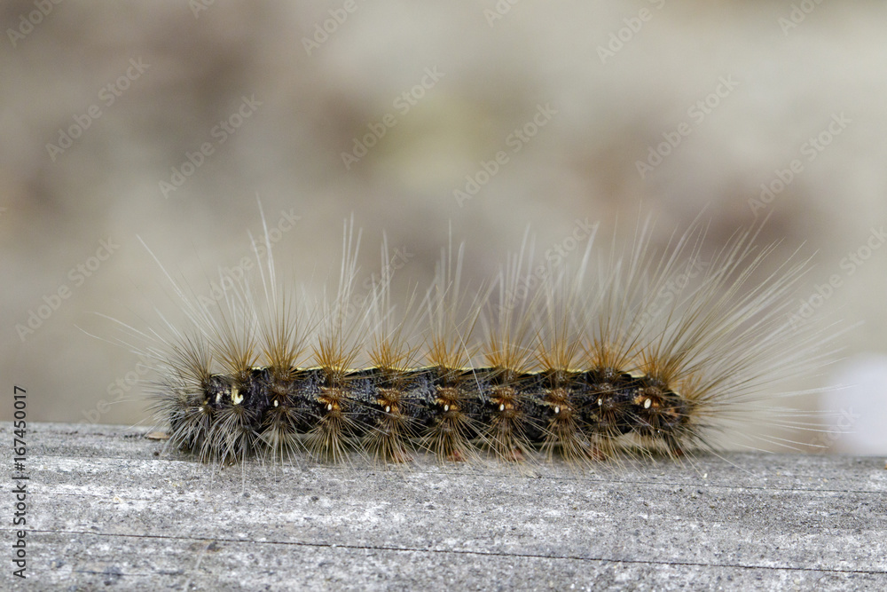 Image of Hairy caterpillar (Eupterote testacea) on natural background. Insect Animal Image of Hairy caterpillar (Eupterote testacea) on natural background. Insect Animal