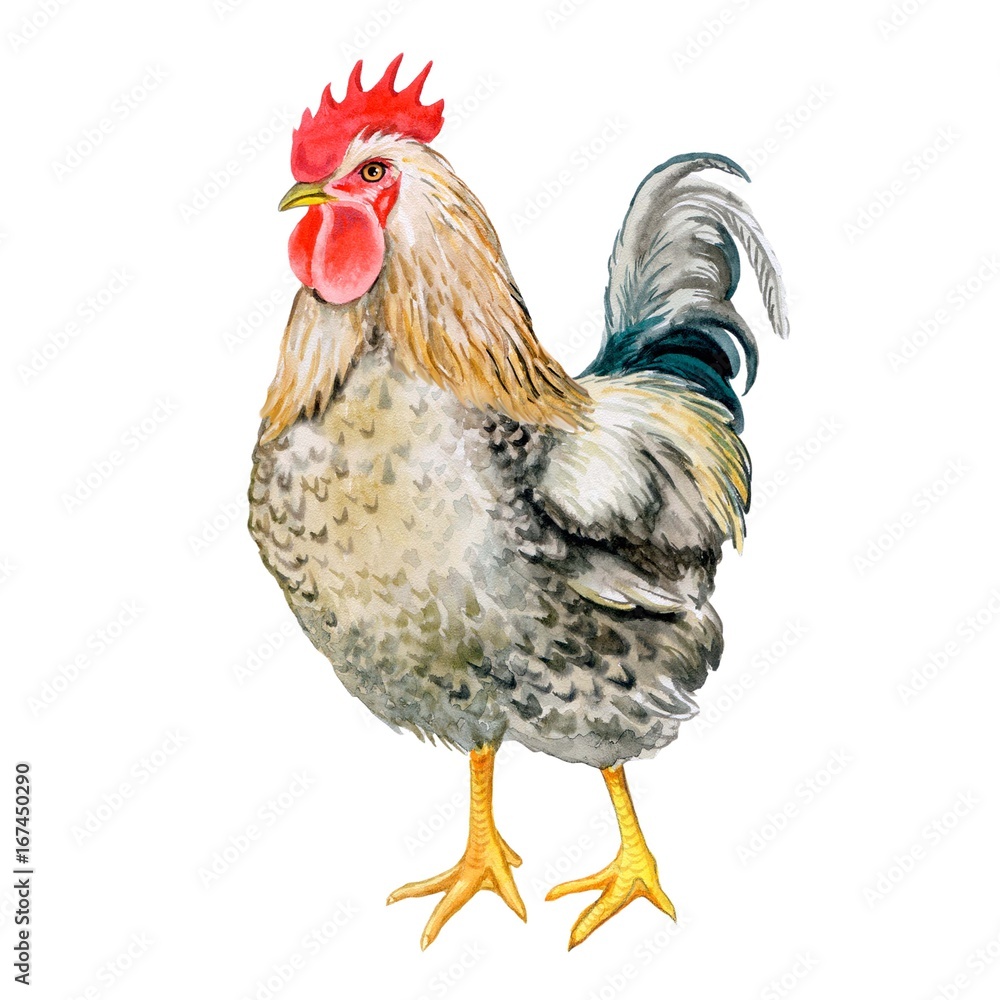 Fototapeta premium Rooster isolated on white background. Illustration of watercolor